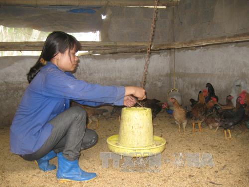 Nông dân Ninh Bình nuôi gà nòi Ja-Dabaco ảnh 2